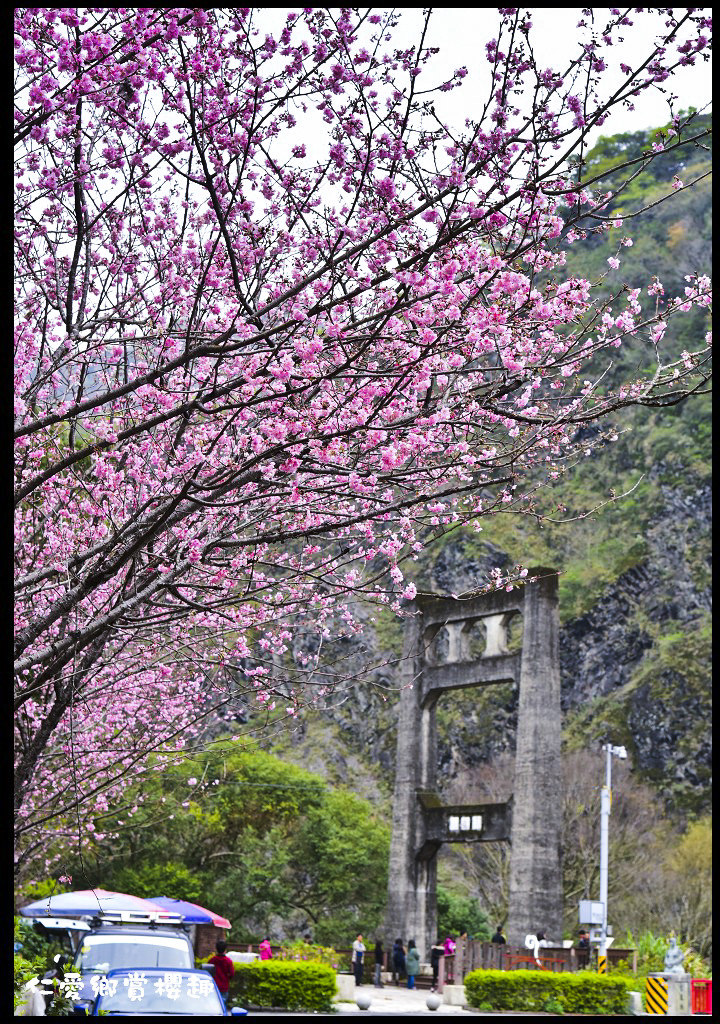 【南投旅遊】仁愛櫻木花道賞櫻趣．全台灣最美麗的道路埔霧公路/免費景點/一日遊/櫻花瀑布 @假日農夫愛趴趴照