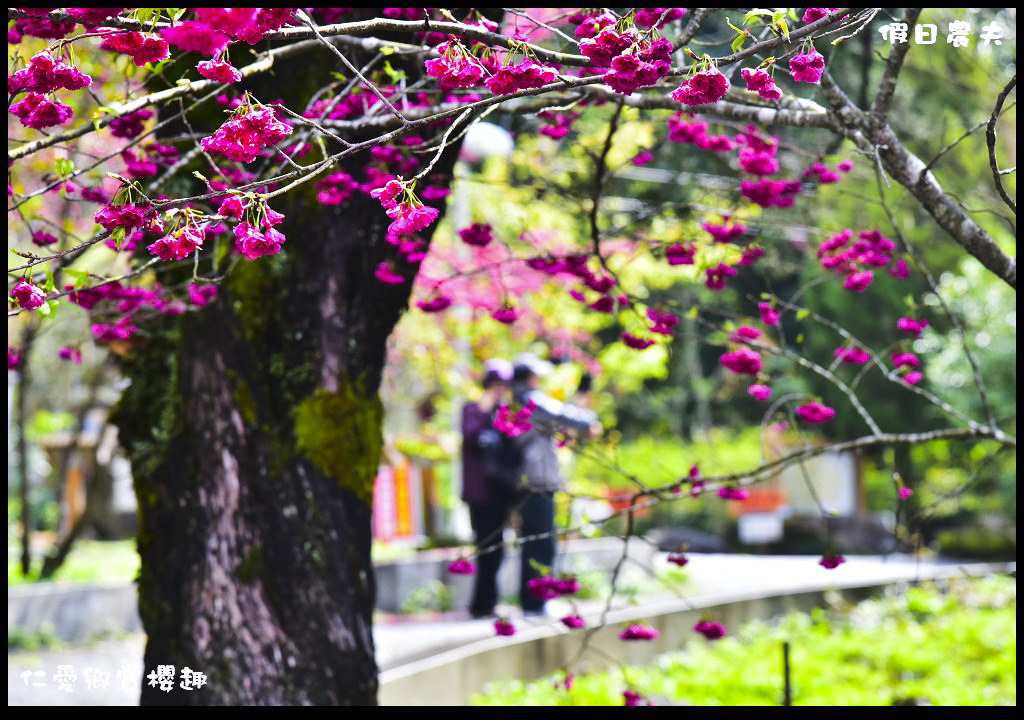 【南投旅遊】仁愛櫻木花道賞櫻趣．全台灣最美麗的道路埔霧公路/免費景點/一日遊/櫻花瀑布 @假日農夫愛趴趴照