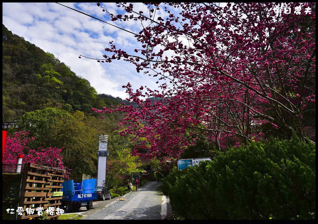 【南投旅遊】仁愛櫻木花道賞櫻趣．全台灣最美麗的道路埔霧公路/免費景點/一日遊/櫻花瀑布 @假日農夫愛趴趴照