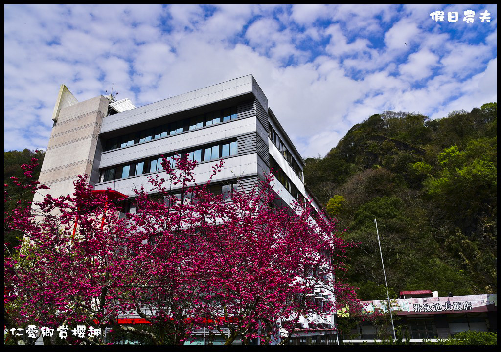 【南投旅遊】仁愛櫻木花道賞櫻趣．全台灣最美麗的道路埔霧公路/免費景點/一日遊/櫻花瀑布 @假日農夫愛趴趴照