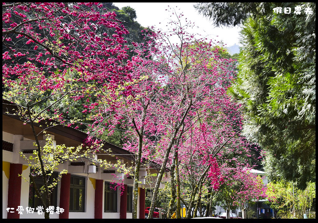 【南投旅遊】仁愛櫻木花道賞櫻趣．全台灣最美麗的道路埔霧公路/免費景點/一日遊/櫻花瀑布 @假日農夫愛趴趴照