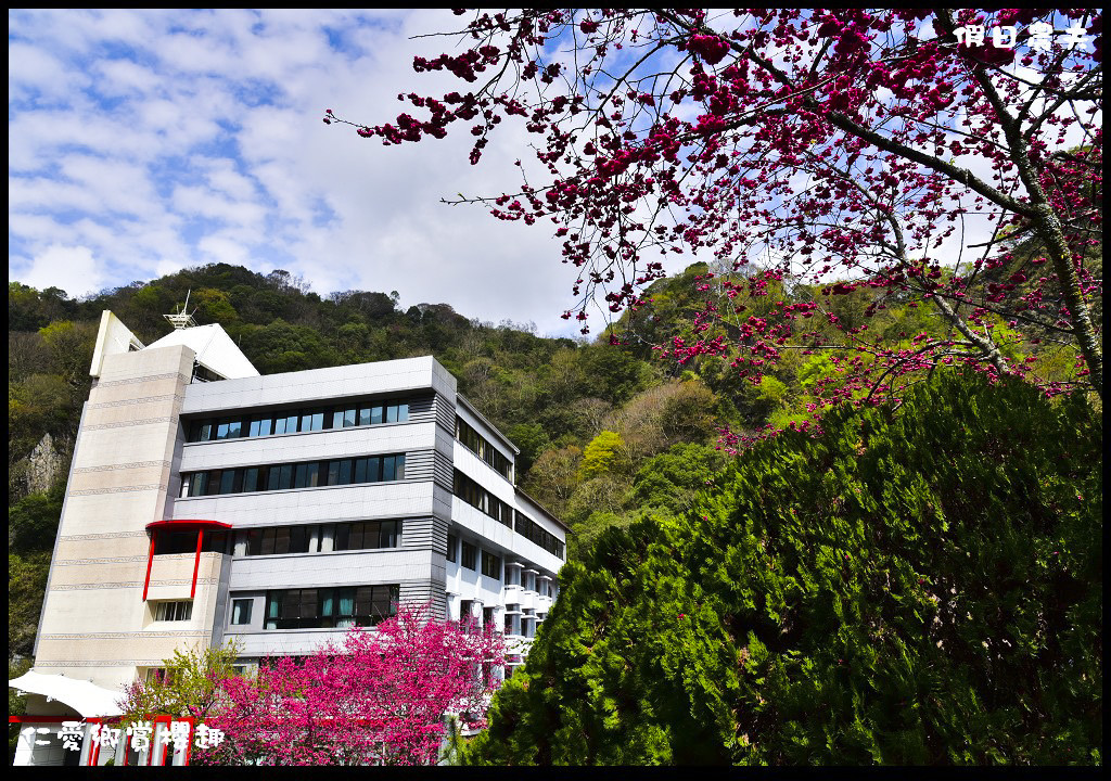 【南投旅遊】仁愛櫻木花道賞櫻趣．全台灣最美麗的道路埔霧公路/免費景點/一日遊/櫻花瀑布 @假日農夫愛趴趴照