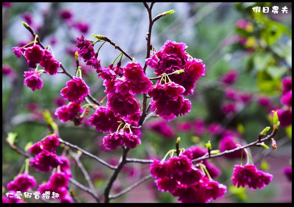 【南投旅遊】仁愛櫻木花道賞櫻趣．全台灣最美麗的道路埔霧公路/免費景點/一日遊/櫻花瀑布 @假日農夫愛趴趴照