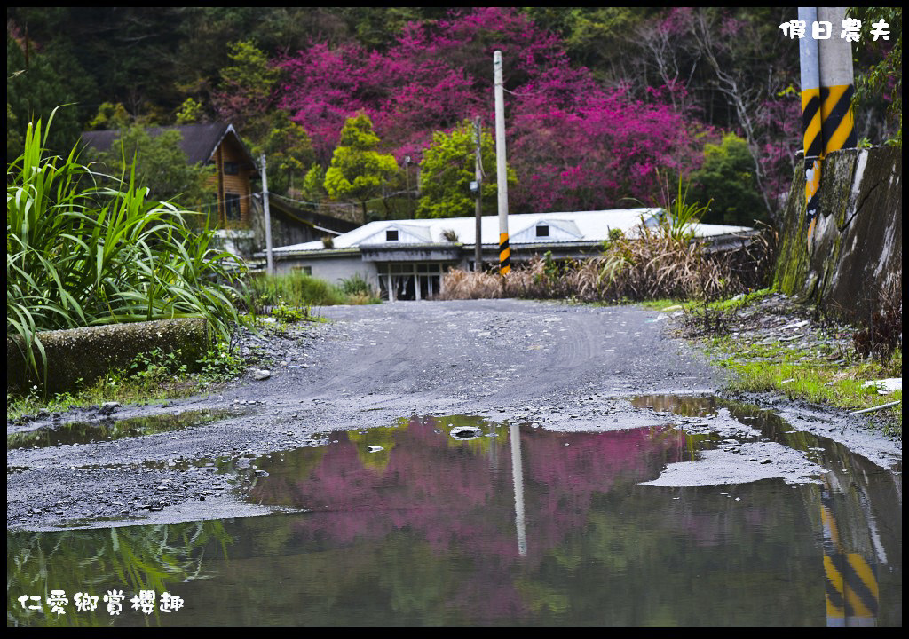 【南投旅遊】仁愛櫻木花道賞櫻趣．全台灣最美麗的道路埔霧公路/免費景點/一日遊/櫻花瀑布 @假日農夫愛趴趴照