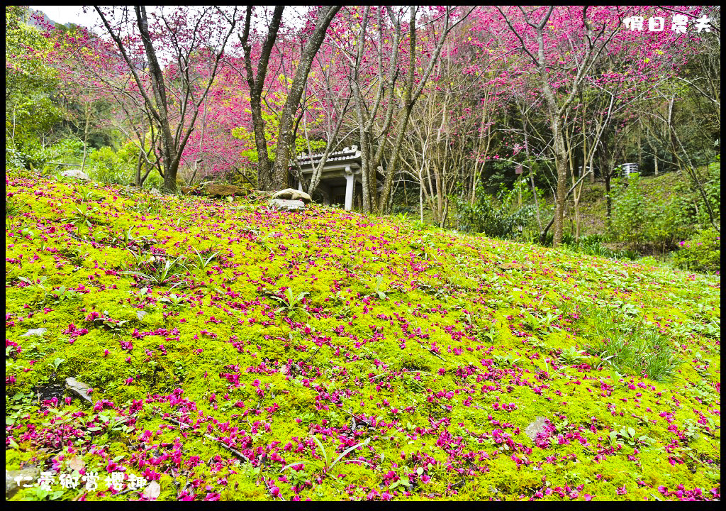 【南投旅遊】仁愛櫻木花道賞櫻趣．全台灣最美麗的道路埔霧公路/免費景點/一日遊/櫻花瀑布 @假日農夫愛趴趴照