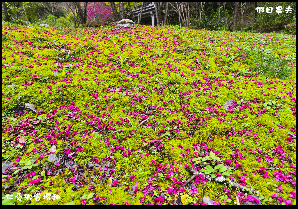 【南投旅遊】仁愛櫻木花道賞櫻趣．全台灣最美麗的道路埔霧公路/免費景點/一日遊/櫻花瀑布 @假日農夫愛趴趴照