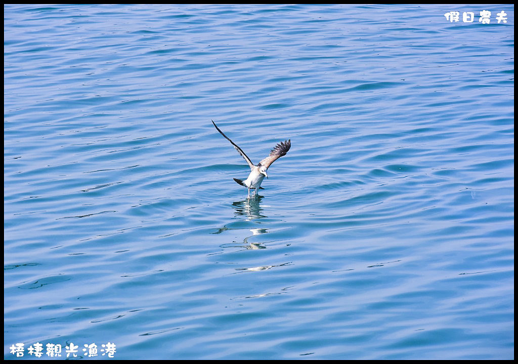 【台中旅遊】來梧棲觀光漁港吃海鮮、買魚貨、看漁船、賞夕陽之外還可以賞燕鷗/一日遊/免費景點/季節限定 @假日農夫愛趴趴照