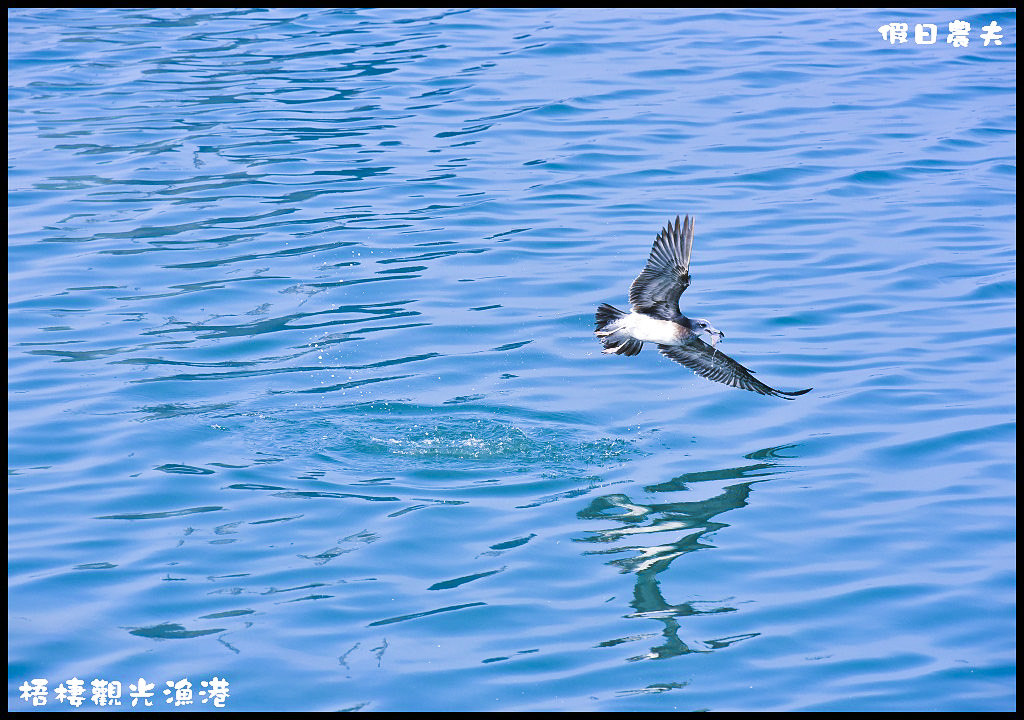 【台中旅遊】來梧棲觀光漁港吃海鮮、買魚貨、看漁船、賞夕陽之外還可以賞燕鷗/一日遊/免費景點/季節限定 @假日農夫愛趴趴照