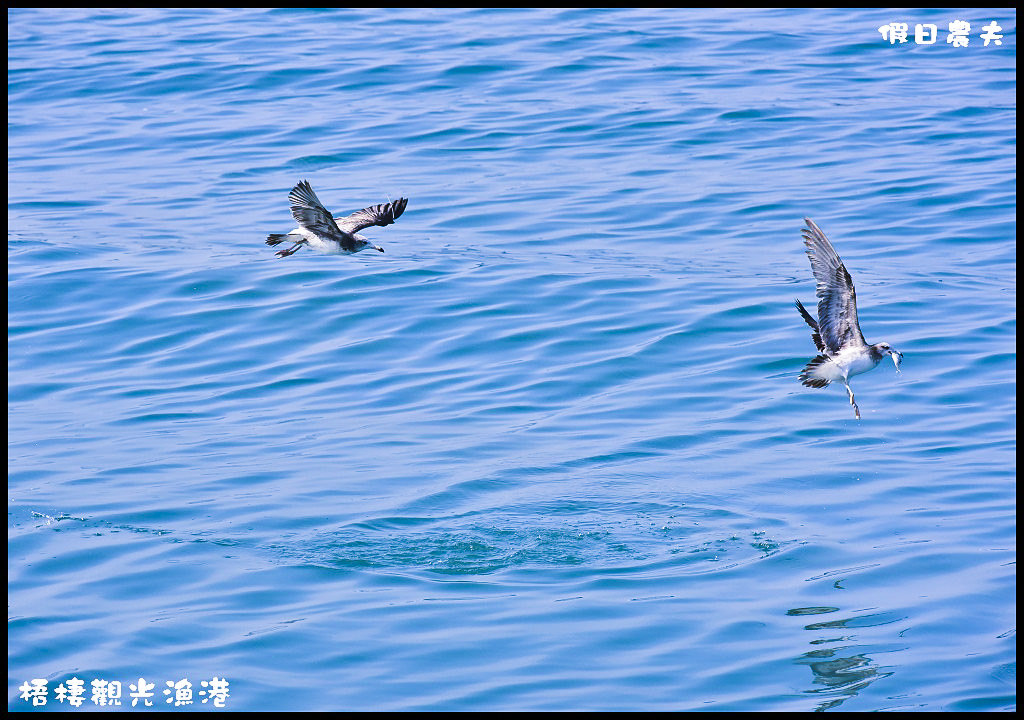 【台中旅遊】來梧棲觀光漁港吃海鮮、買魚貨、看漁船、賞夕陽之外還可以賞燕鷗/一日遊/免費景點/季節限定 @假日農夫愛趴趴照