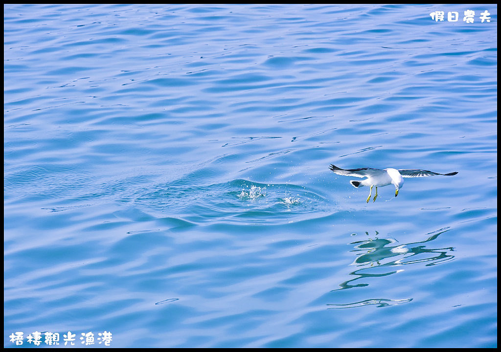 【台中旅遊】來梧棲觀光漁港吃海鮮、買魚貨、看漁船、賞夕陽之外還可以賞燕鷗/一日遊/免費景點/季節限定 @假日農夫愛趴趴照