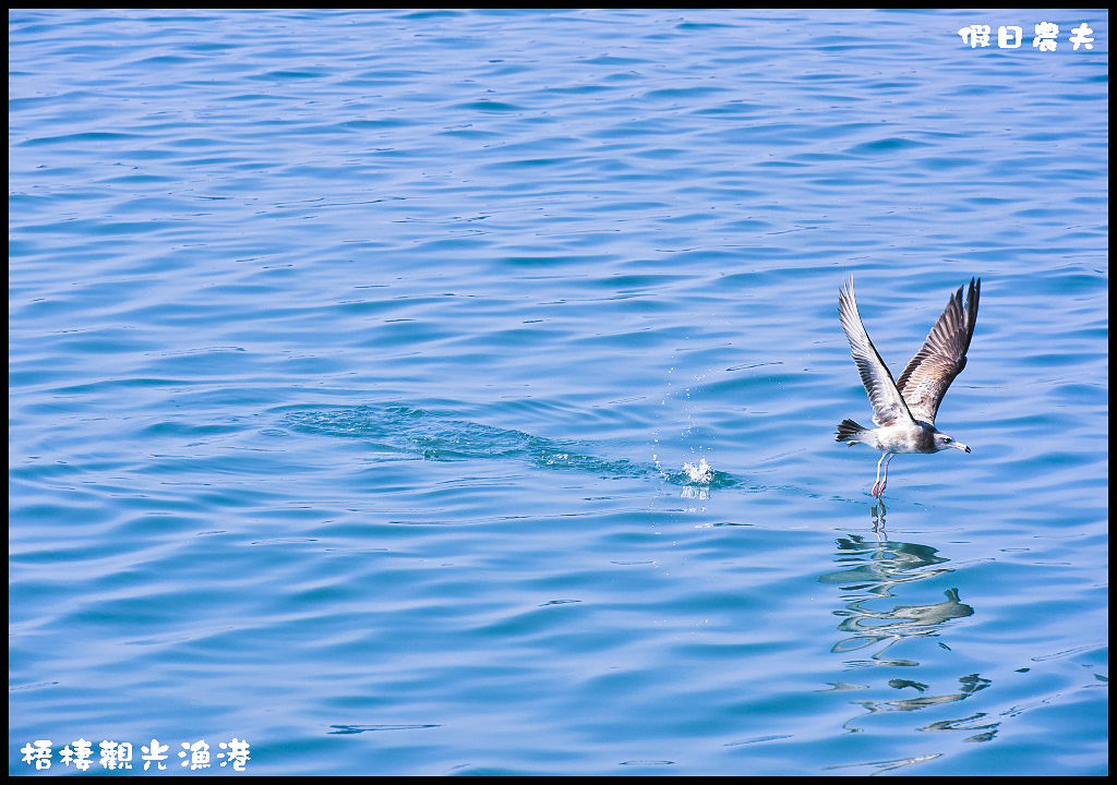 【台中旅遊】來梧棲觀光漁港吃海鮮、買魚貨、看漁船、賞夕陽之外還可以賞燕鷗/一日遊/免費景點/季節限定 @假日農夫愛趴趴照