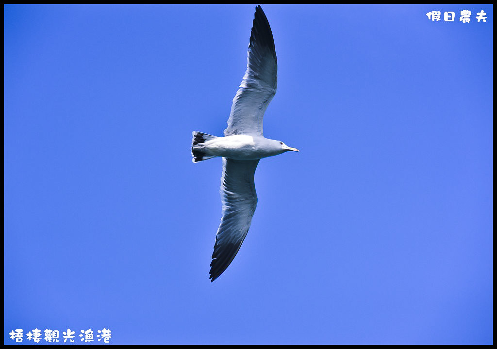 【台中旅遊】來梧棲觀光漁港吃海鮮、買魚貨、看漁船、賞夕陽之外還可以賞燕鷗/一日遊/免費景點/季節限定 @假日農夫愛趴趴照