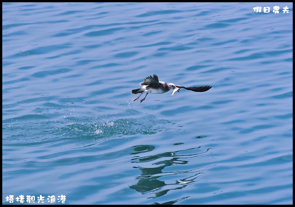 【台中旅遊】來梧棲觀光漁港吃海鮮、買魚貨、看漁船、賞夕陽之外還可以賞燕鷗/一日遊/免費景點/季節限定 @假日農夫愛趴趴照