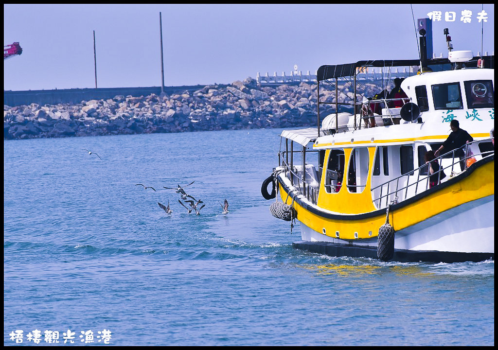 【台中旅遊】來梧棲觀光漁港吃海鮮、買魚貨、看漁船、賞夕陽之外還可以賞燕鷗/一日遊/免費景點/季節限定 @假日農夫愛趴趴照