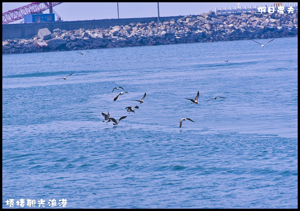 【台中旅遊】來梧棲觀光漁港吃海鮮、買魚貨、看漁船、賞夕陽之外還可以賞燕鷗/一日遊/免費景點/季節限定 @假日農夫愛趴趴照