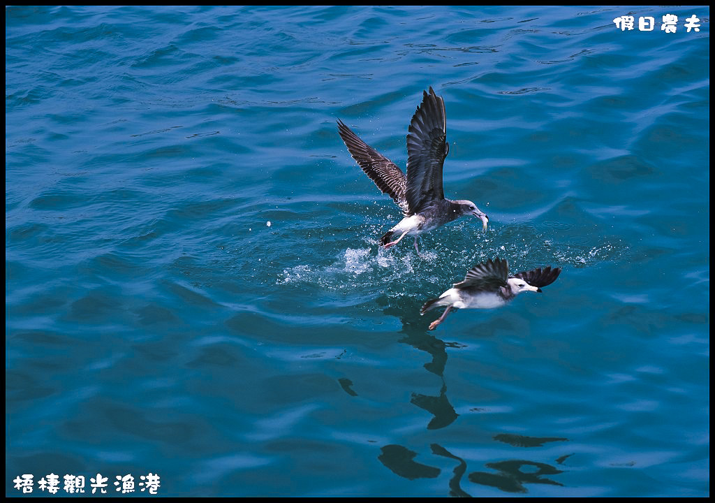 【台中旅遊】來梧棲觀光漁港吃海鮮、買魚貨、看漁船、賞夕陽之外還可以賞燕鷗/一日遊/免費景點/季節限定 @假日農夫愛趴趴照