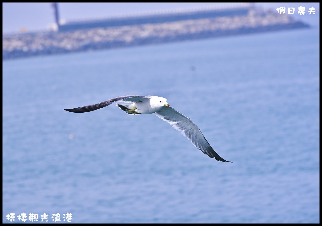 【台中旅遊】來梧棲觀光漁港吃海鮮、買魚貨、看漁船、賞夕陽之外還可以賞燕鷗/一日遊/免費景點/季節限定 @假日農夫愛趴趴照