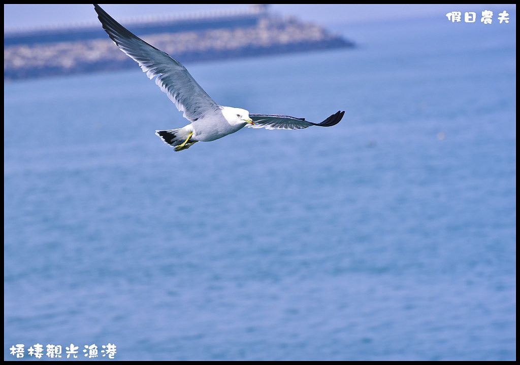 【台中旅遊】來梧棲觀光漁港吃海鮮、買魚貨、看漁船、賞夕陽之外還可以賞燕鷗/一日遊/免費景點/季節限定 @假日農夫愛趴趴照