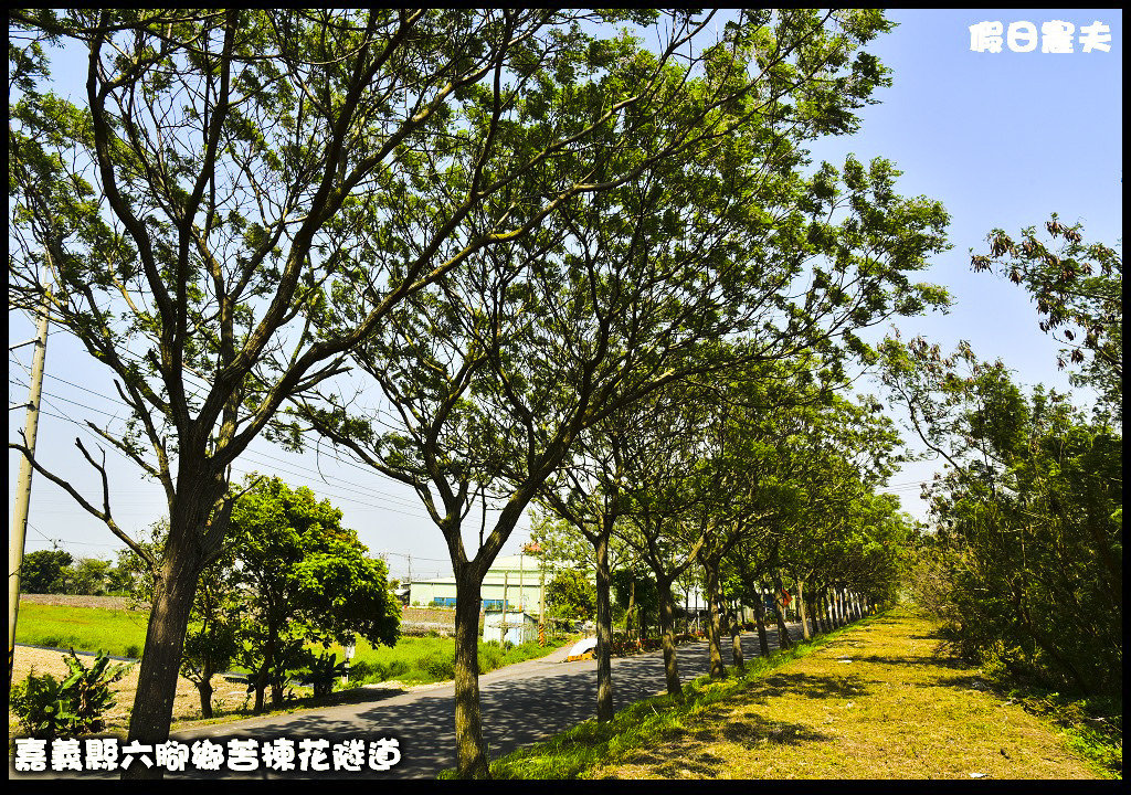 嘉義旅遊|全台最長苦楝花隧道開花了．快來浪漫一夏 @假日農夫愛趴趴照