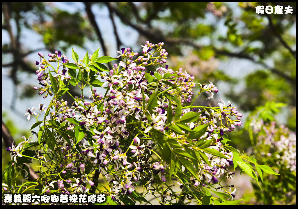 嘉義旅遊|全台最長苦楝花隧道開花了．快來浪漫一夏 @假日農夫愛趴趴照