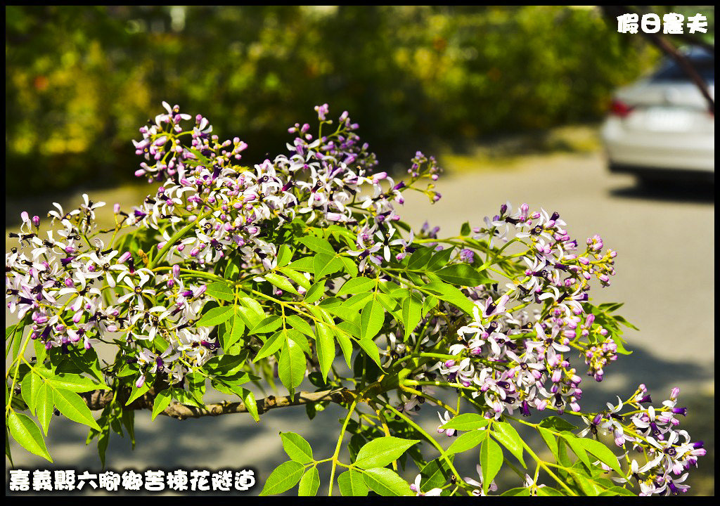 嘉義旅遊|全台最長苦楝花隧道開花了．快來浪漫一夏 @假日農夫愛趴趴照