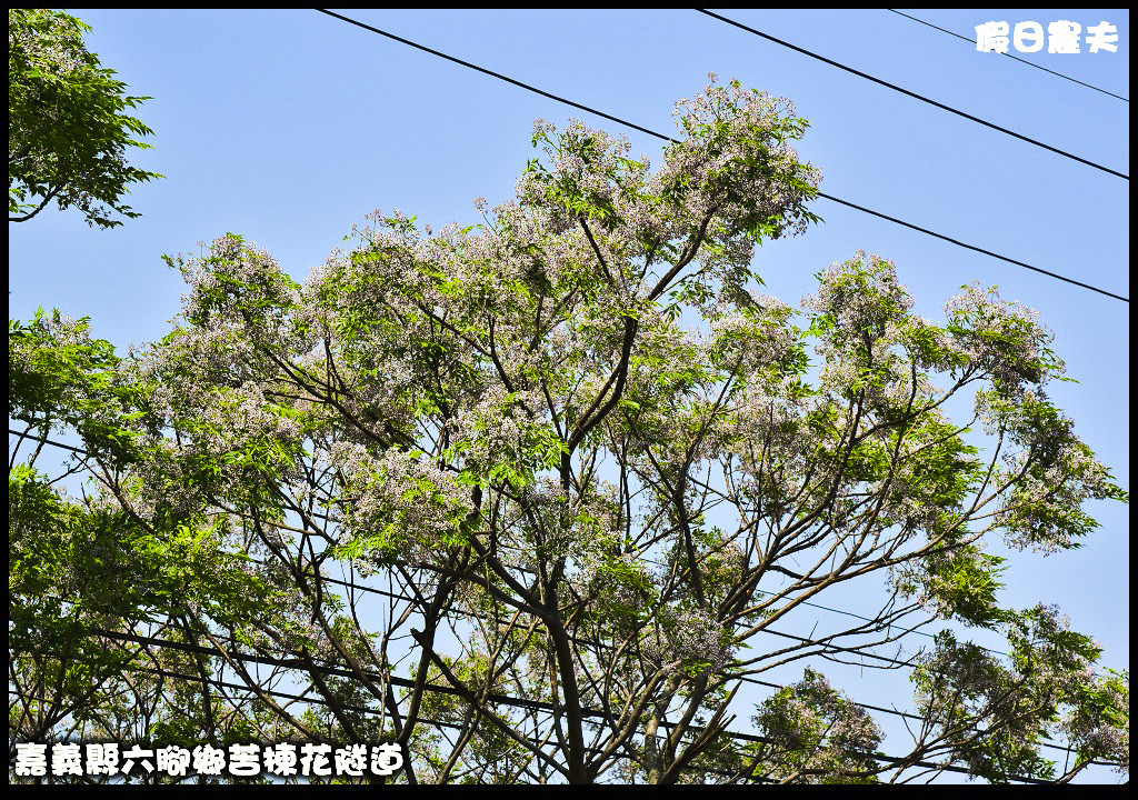 嘉義旅遊|全台最長苦楝花隧道開花了．快來浪漫一夏 @假日農夫愛趴趴照