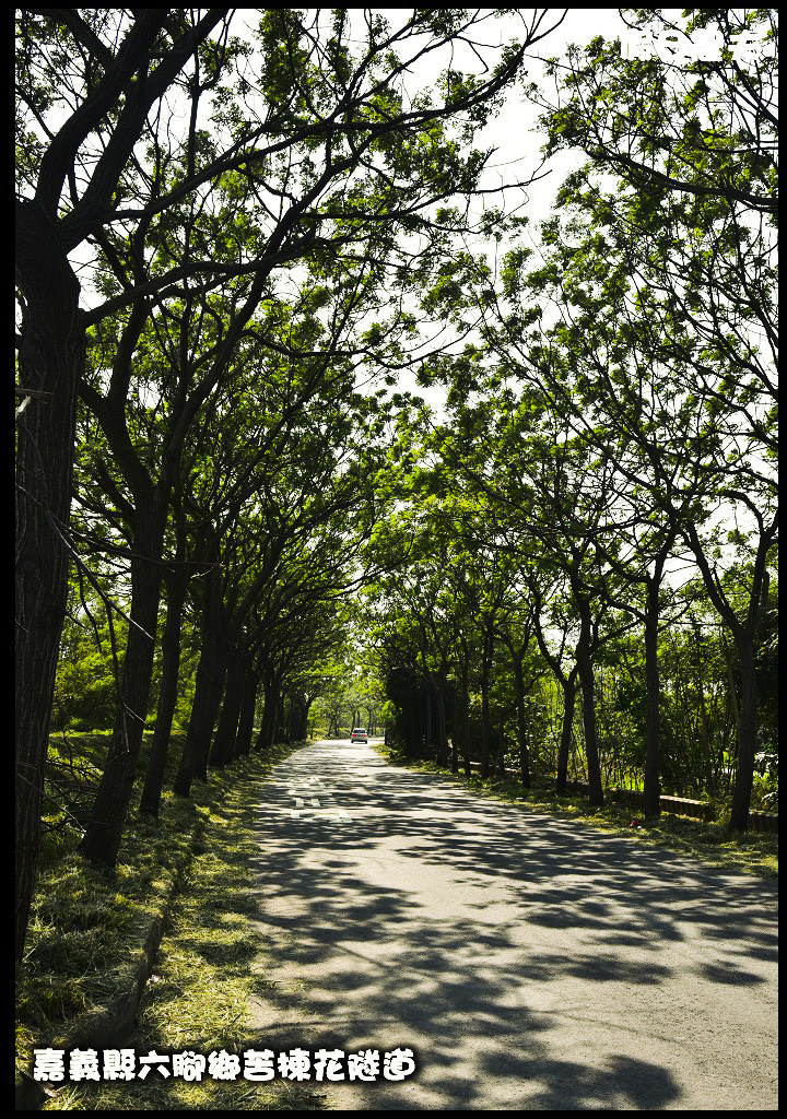 嘉義旅遊|全台最長苦楝花隧道開花了．快來浪漫一夏 @假日農夫愛趴趴照