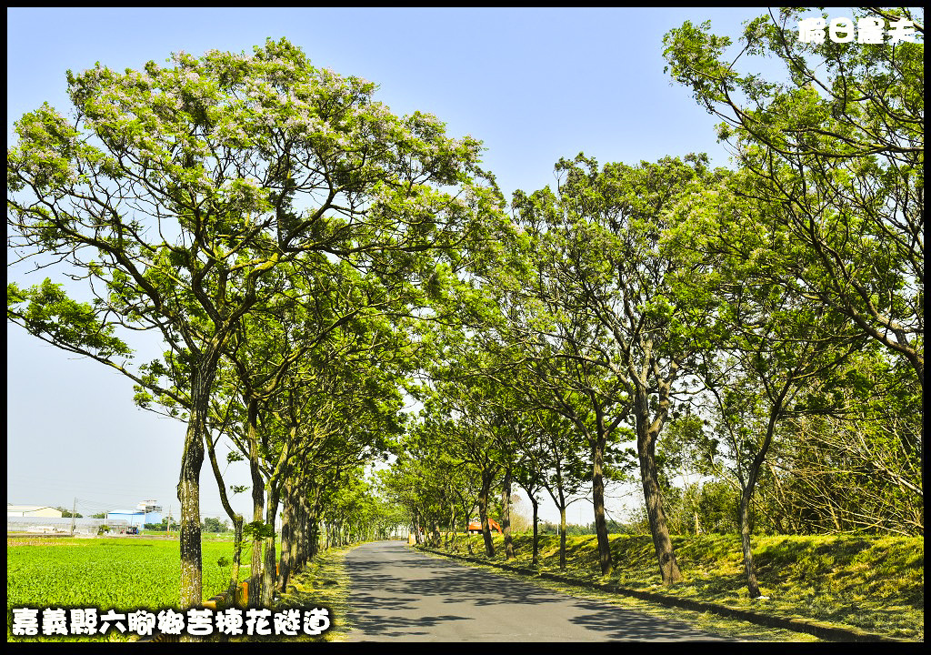 嘉義旅遊|全台最長苦楝花隧道開花了．快來浪漫一夏 @假日農夫愛趴趴照