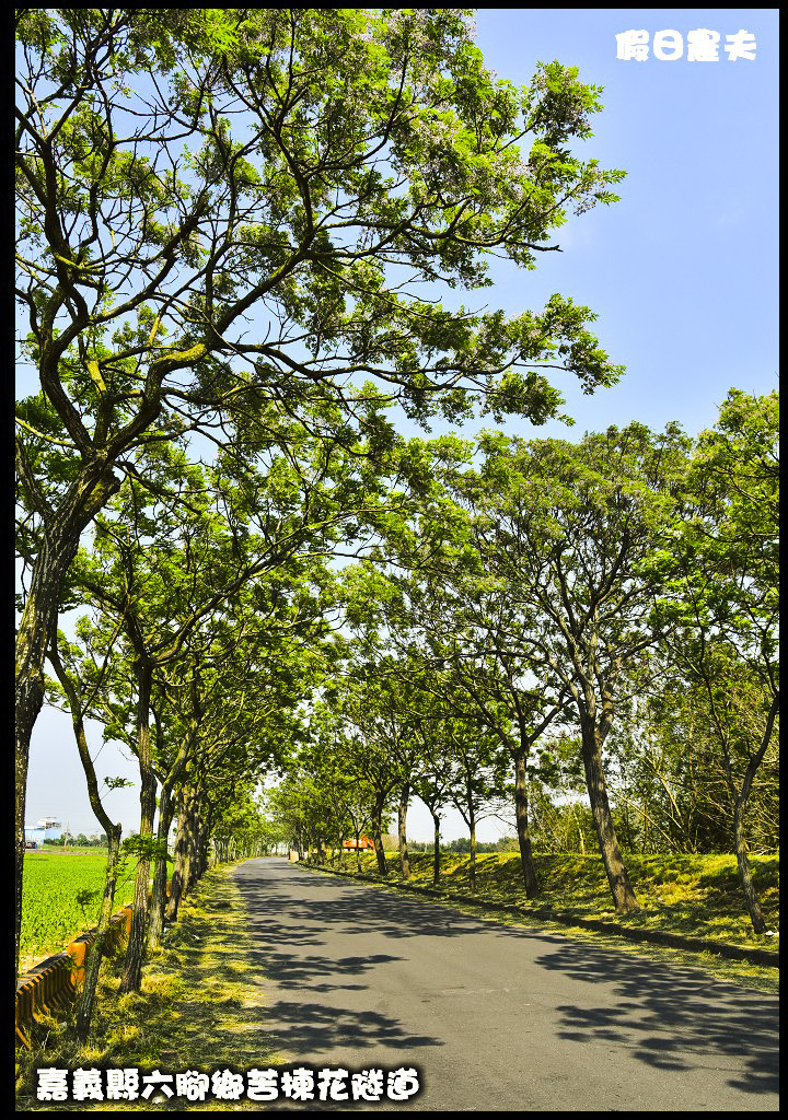 嘉義旅遊|全台最長苦楝花隧道開花了．快來浪漫一夏 @假日農夫愛趴趴照