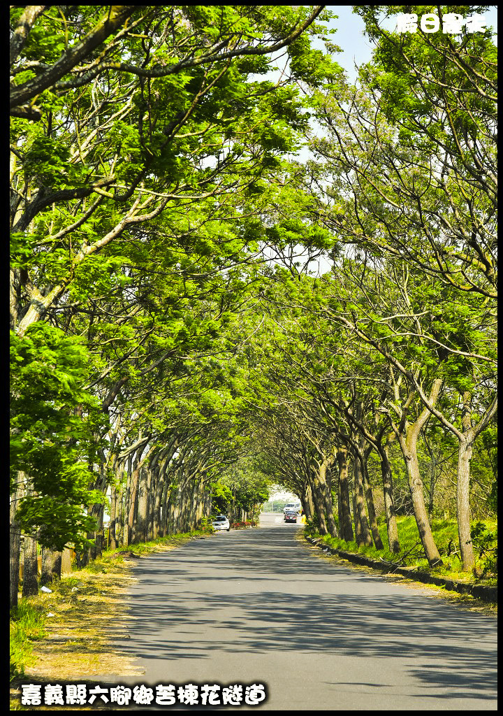 嘉義旅遊|全台最長苦楝花隧道開花了．快來浪漫一夏 @假日農夫愛趴趴照