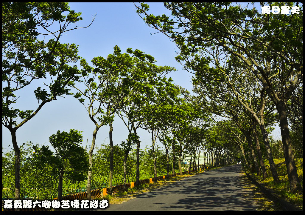 嘉義旅遊|全台最長苦楝花隧道開花了．快來浪漫一夏 @假日農夫愛趴趴照