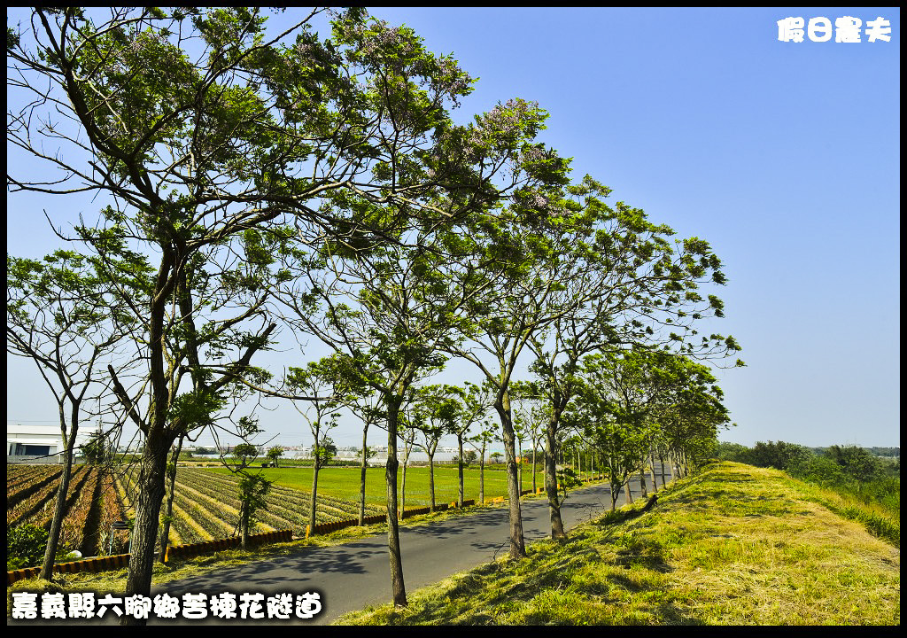 嘉義旅遊|全台最長苦楝花隧道開花了．快來浪漫一夏 @假日農夫愛趴趴照