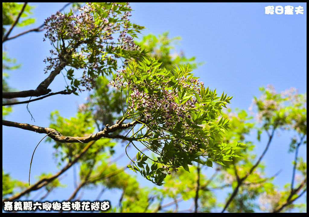 嘉義旅遊|全台最長苦楝花隧道開花了．快來浪漫一夏 @假日農夫愛趴趴照