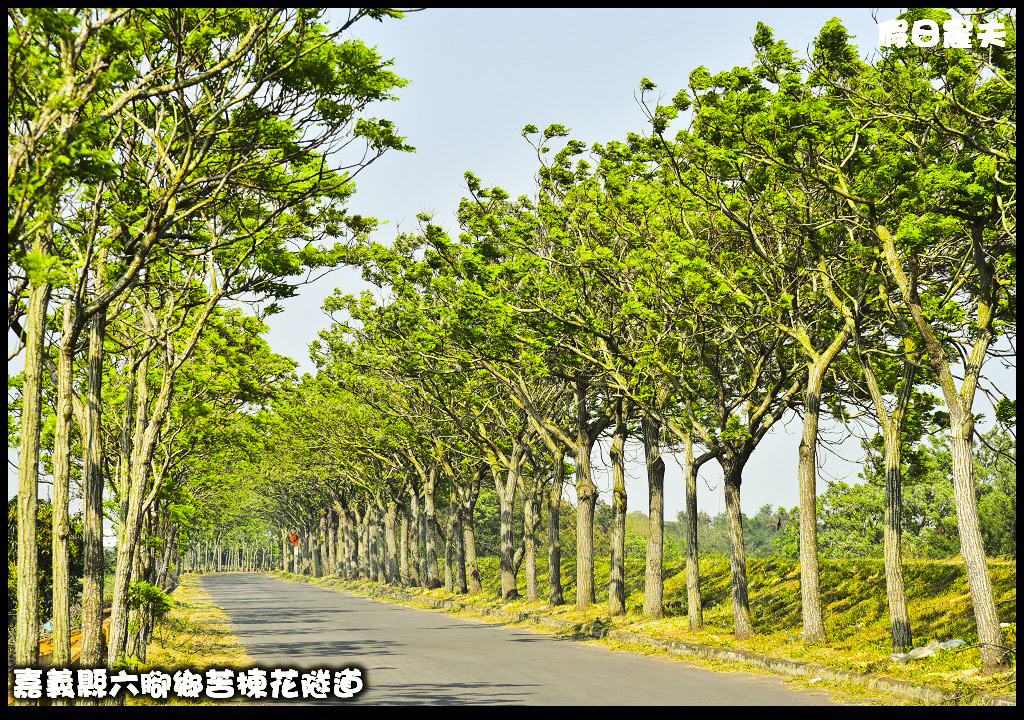 嘉義旅遊|全台最長苦楝花隧道開花了．快來浪漫一夏 @假日農夫愛趴趴照