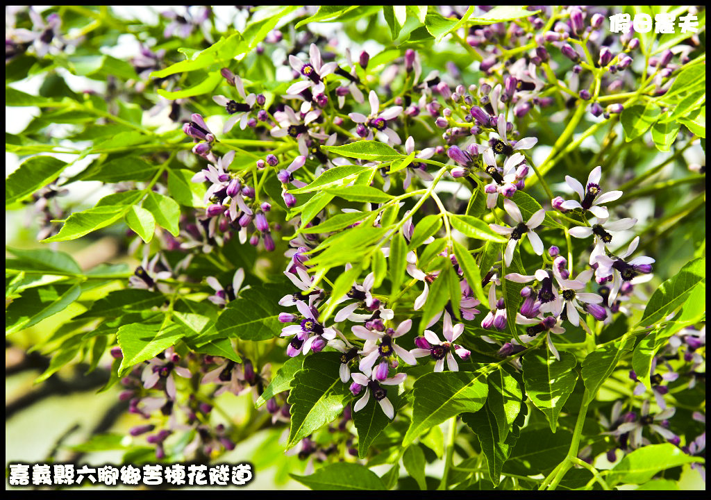 嘉義旅遊|全台最長苦楝花隧道開花了．快來浪漫一夏 @假日農夫愛趴趴照