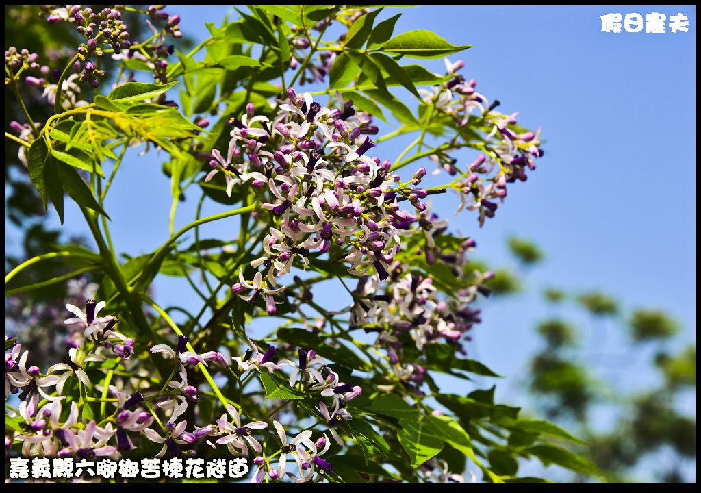 嘉義旅遊|全台最長苦楝花隧道開花了．快來浪漫一夏 @假日農夫愛趴趴照