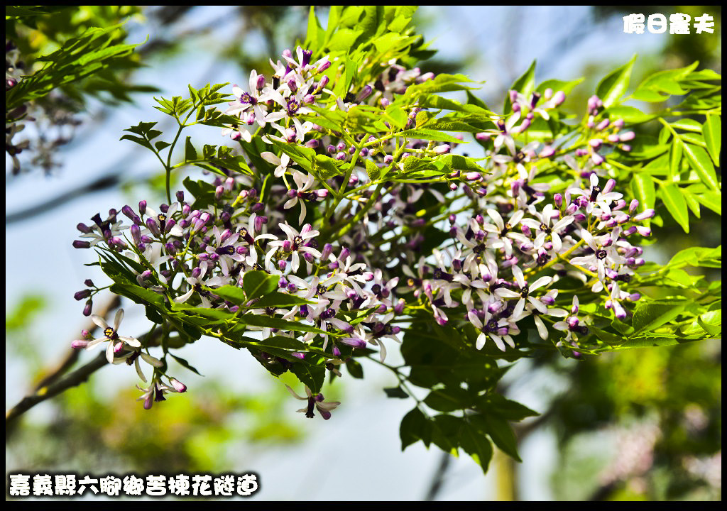 嘉義旅遊|全台最長苦楝花隧道開花了．快來浪漫一夏 @假日農夫愛趴趴照