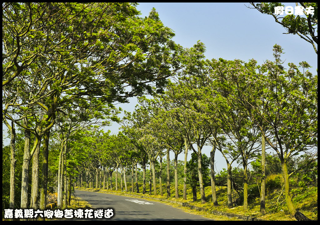 嘉義旅遊|全台最長苦楝花隧道開花了．快來浪漫一夏 @假日農夫愛趴趴照