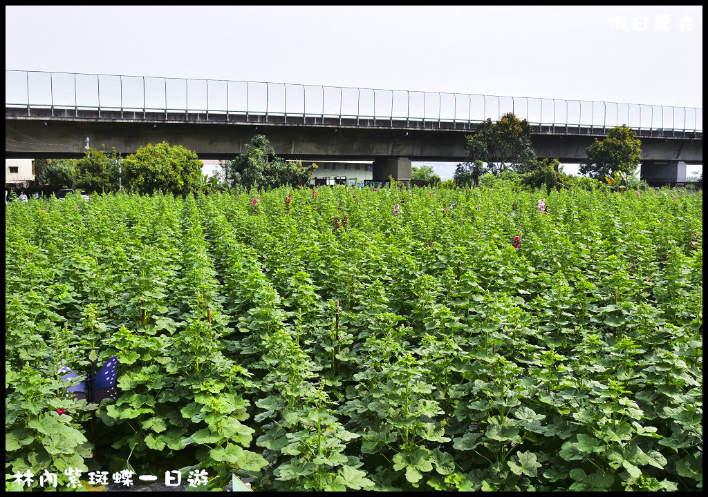 林內紫斑蝶一日輕旅行．雲林農田水利會觸口工作站賞蝶點+成功國小+林內公園 @假日農夫愛趴趴照