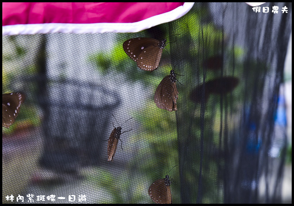 林內紫斑蝶一日輕旅行．雲林農田水利會觸口工作站賞蝶點+成功國小+林內公園 @假日農夫愛趴趴照