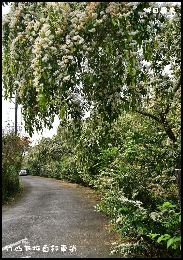 【南投旅遊】竹山下坪自行車道．季節限定垂枝女貞盛開似花瀑布/免費景點/一日遊 @假日農夫愛趴趴照