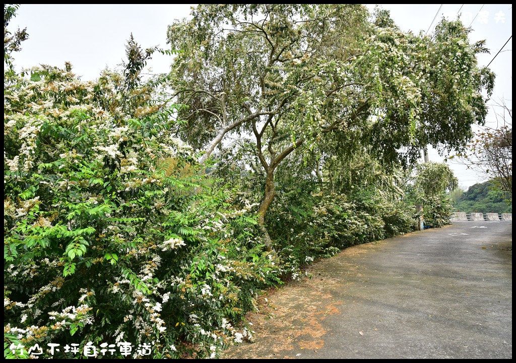 【南投旅遊】竹山下坪自行車道．季節限定垂枝女貞盛開似花瀑布/免費景點/一日遊 @假日農夫愛趴趴照