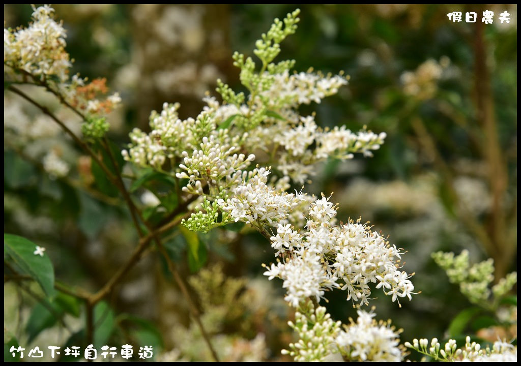 【南投旅遊】竹山下坪自行車道．季節限定垂枝女貞盛開似花瀑布/免費景點/一日遊 @假日農夫愛趴趴照