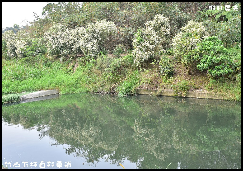 【南投旅遊】竹山下坪自行車道．季節限定垂枝女貞盛開似花瀑布/免費景點/一日遊 @假日農夫愛趴趴照