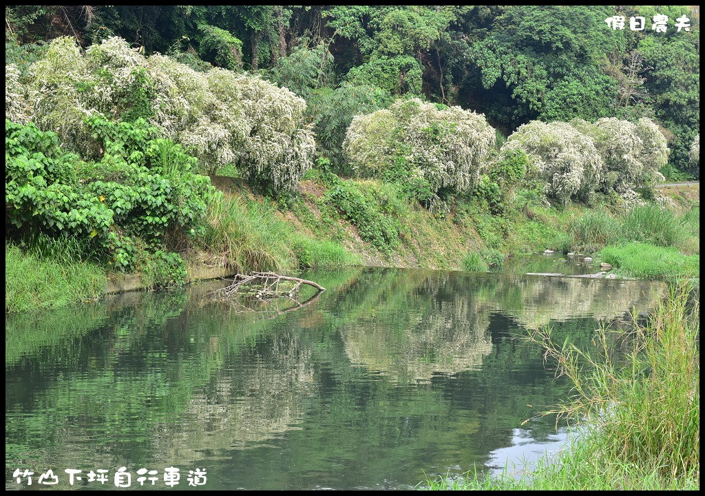 【南投旅遊】竹山下坪自行車道．季節限定垂枝女貞盛開似花瀑布/免費景點/一日遊 @假日農夫愛趴趴照