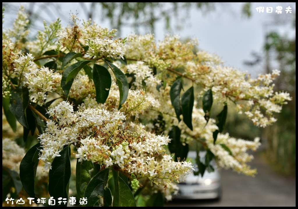 【南投旅遊】竹山下坪自行車道．季節限定垂枝女貞盛開似花瀑布/免費景點/一日遊 @假日農夫愛趴趴照