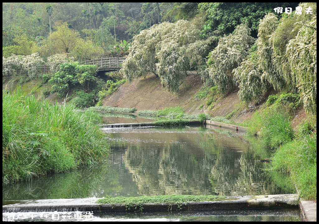 【南投旅遊】竹山下坪自行車道．季節限定垂枝女貞盛開似花瀑布/免費景點/一日遊 @假日農夫愛趴趴照