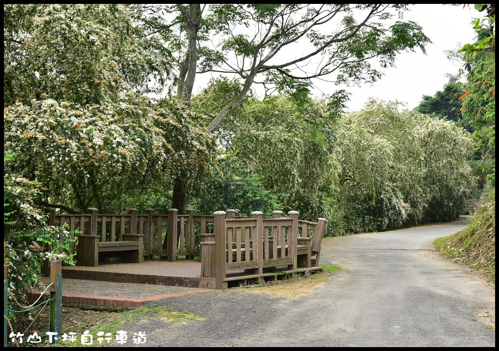 【南投旅遊】竹山下坪自行車道．季節限定垂枝女貞盛開似花瀑布/免費景點/一日遊 @假日農夫愛趴趴照