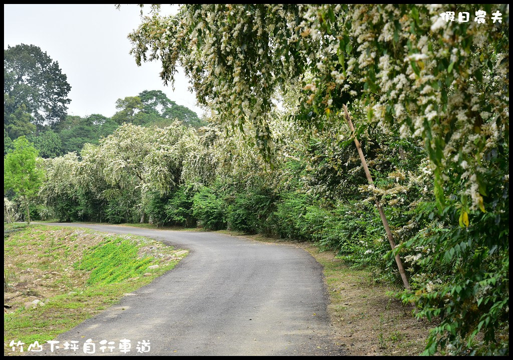 【南投旅遊】竹山下坪自行車道．季節限定垂枝女貞盛開似花瀑布/免費景點/一日遊 @假日農夫愛趴趴照