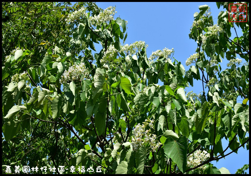 【嘉義旅遊】圓林仔社區幸福山丘Happy Hill．油桐花季開始了/文化創意市集/一日遊/免費景點 @假日農夫愛趴趴照